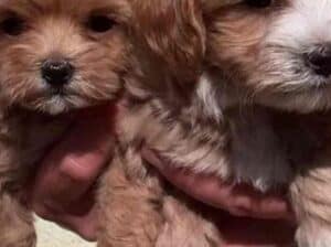 Maltipoo, muško štene