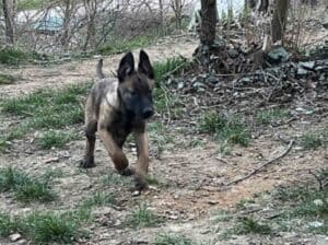 Belgijski Ovčar Malinoa