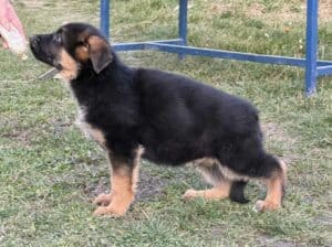 Štenci Nemačkog ovčara