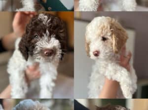 Štenci Lagotto Romagnolo