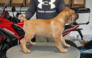 Južnoafrički mastif – Boerboel štenci