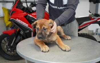 Južnoafrički mastif – Boerboel štenci
