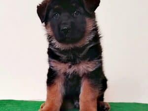 Nemački ovčar izvanredna štenad Beograd