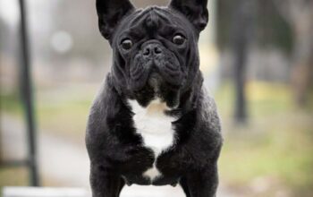 Francuski Buldog zenka 