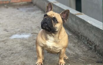 Francuski buldog zenka