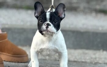 Francuski buldog stenci