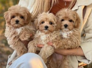 Prekrasni štenci Maltipooa