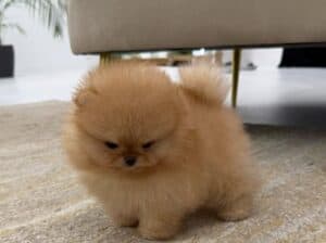 High quality Pomeranian Spitz puppies