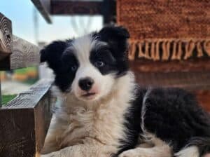 Border Koli, vrhunski štenci