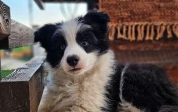 Border Koli, vrhunski štenci