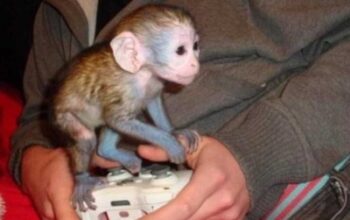 Veseli bebe kapucinskih majmuna na prodaju.