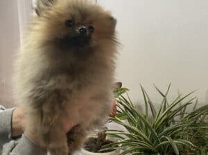 Pomeranac prelepi štenci