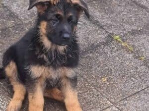 Nemački Ovčar štenci