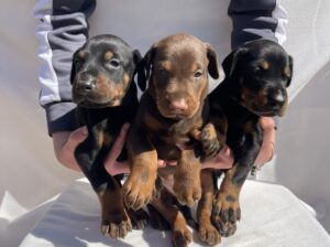 Doberman prelepi stenci