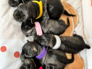 Patuljasti Snaucer prelepi stenci