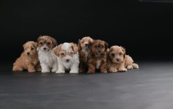 Havanski Bišon prelepi stenci