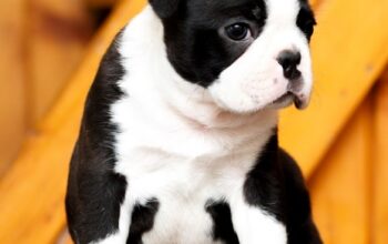 Boston terrier stenad