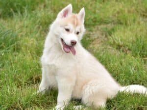 Sibirski haski štenci