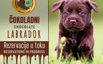 Braon Labrador štenci 