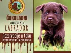 Braon Labrador štenci 