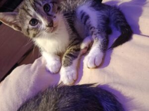 Malo mace za udomljavanje