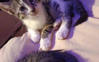 Malo mace za udomljavanje