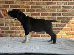 Americki staford terijer stenci