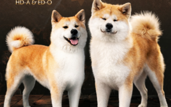 Akita inu – vrhunsko leglo