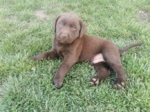 Čokoladni labrador 