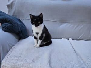 Maca traži dom – Hitno, Loznica