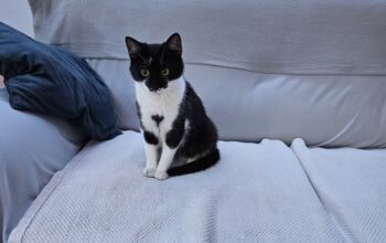 Maca traži dom – Hitno, Loznica