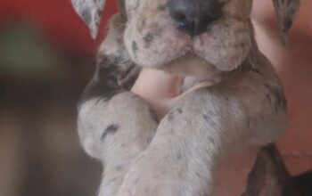 Nemacka Doga prelepi stenci