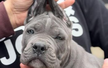 Cane Corso prelepi štenci