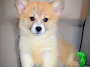 Velski korgi/Welsh Corgi Pembroke štenci