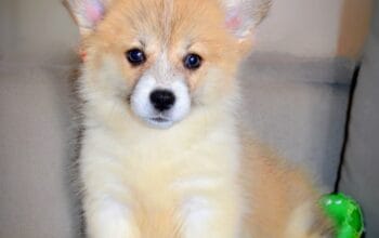 Velski korgi/Welsh Corgi Pembroke štenci