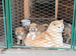 Japanska Akita (Akita Inu) stenci