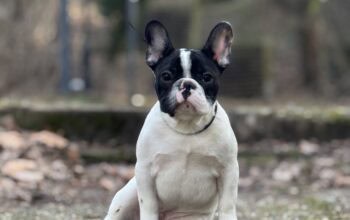 Francuski buldog štenci