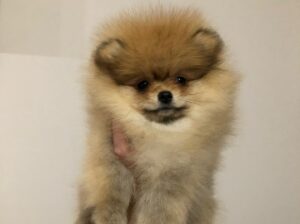 Mini Pomeranac Mužjak