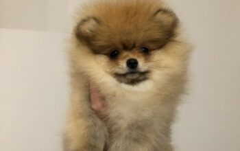 Mini Pomeranac Mužjak