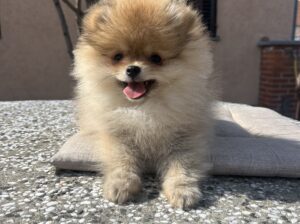 Mini Pomeranac Princeza