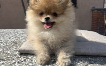 Mini Pomeranac Princeza