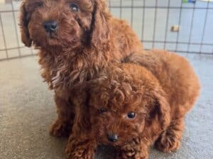 Prekrasni štenci patuljaste pudle dostupni.