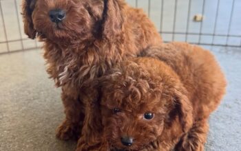 Prekrasni štenci patuljaste pudle dostupni.