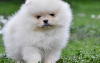 Pomeranac Boo medvedići, Pomeranski špic štenci