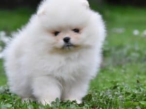 Pomeranac BOO medvedići, Pomeranski Špic štenci