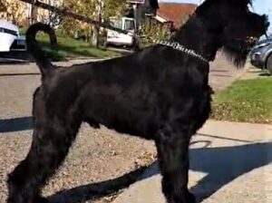 Veliki snaucer stenad