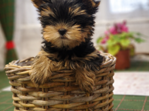 Beba mužjak jorki terijera traži novi dom