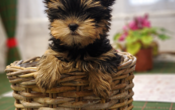 Beba mužjak jorki terijera traži novi dom