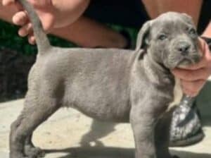 Cane Corso štenci