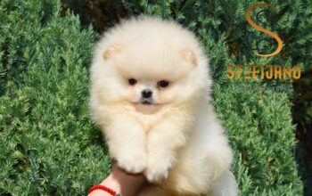 Pomeranac Boo medvedići, Pomeranski špic štenci